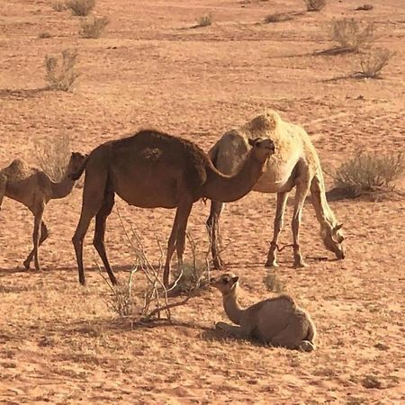 Authentic Bedouin Camp Wadi Rum Exterior photo