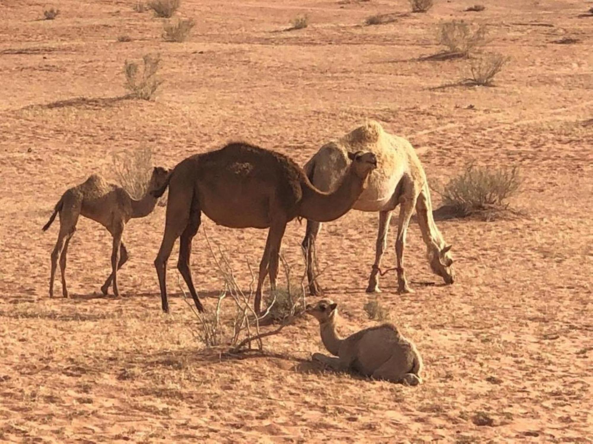 Authentic Bedouin Camp Wadi Rum Exterior photo